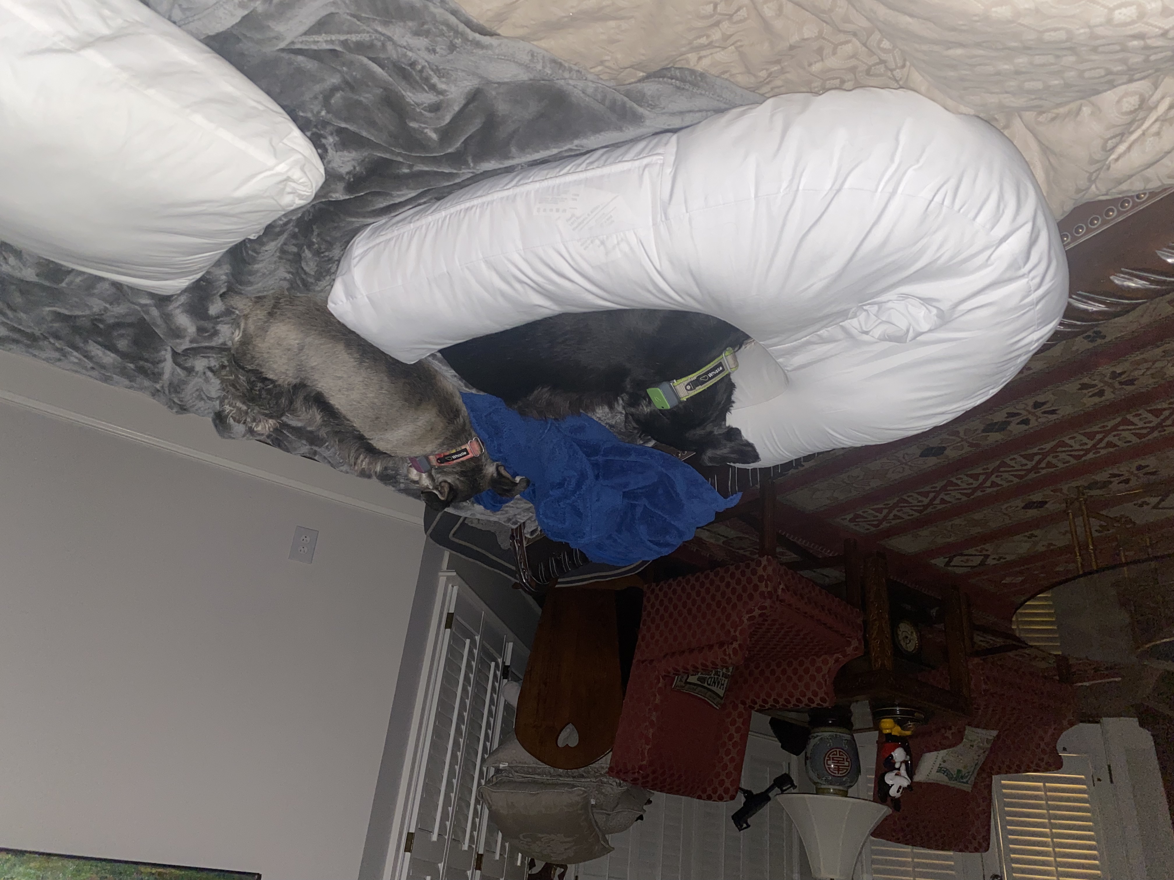 IMG_1927.jpeg