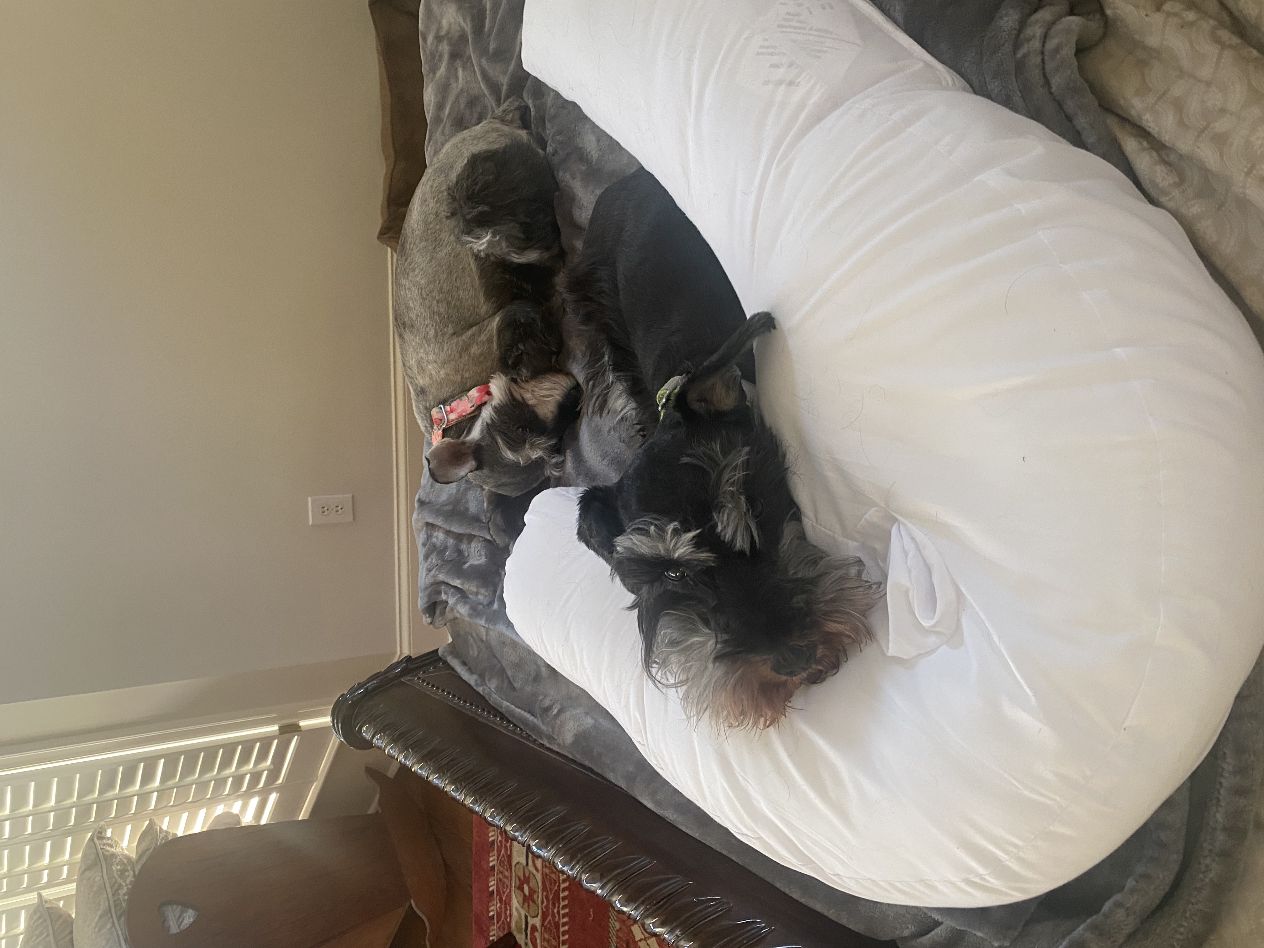 IMG_2779.jpeg