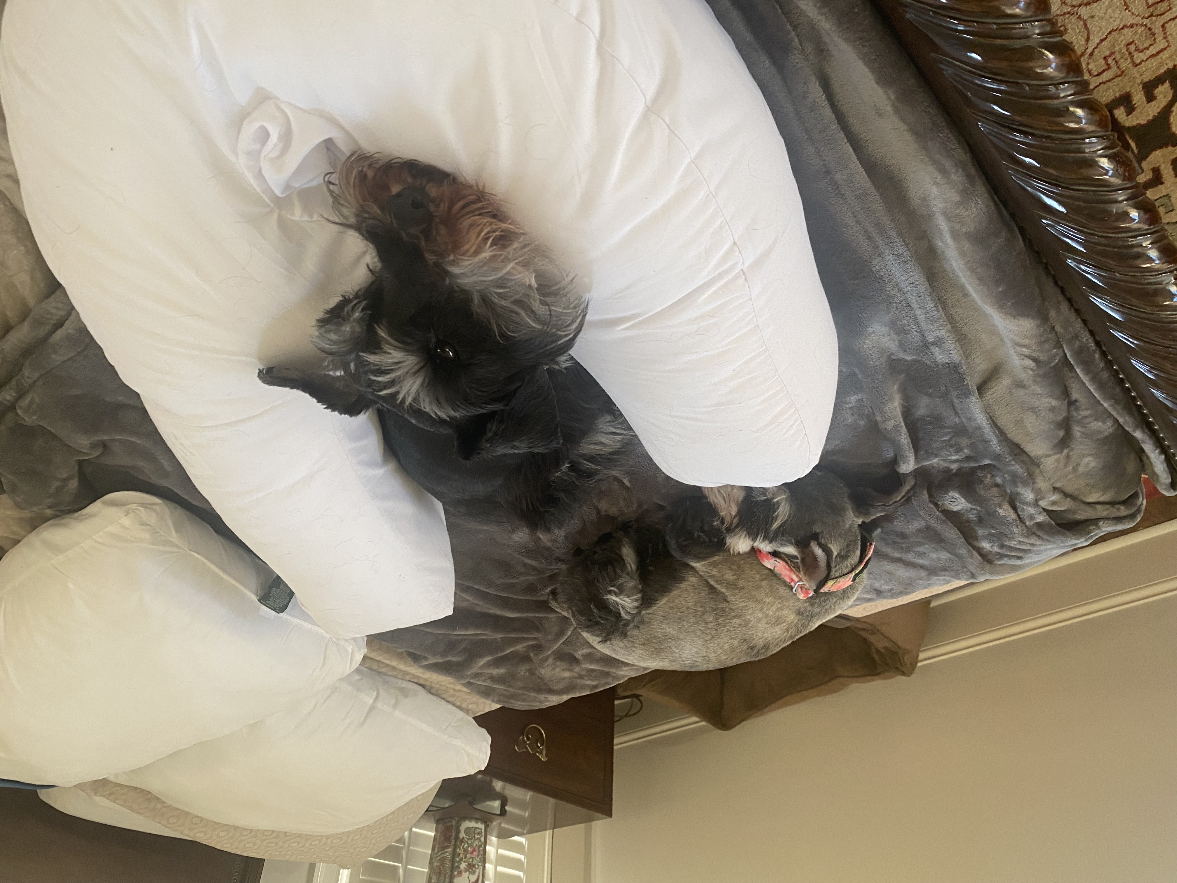 IMG_2781.jpeg