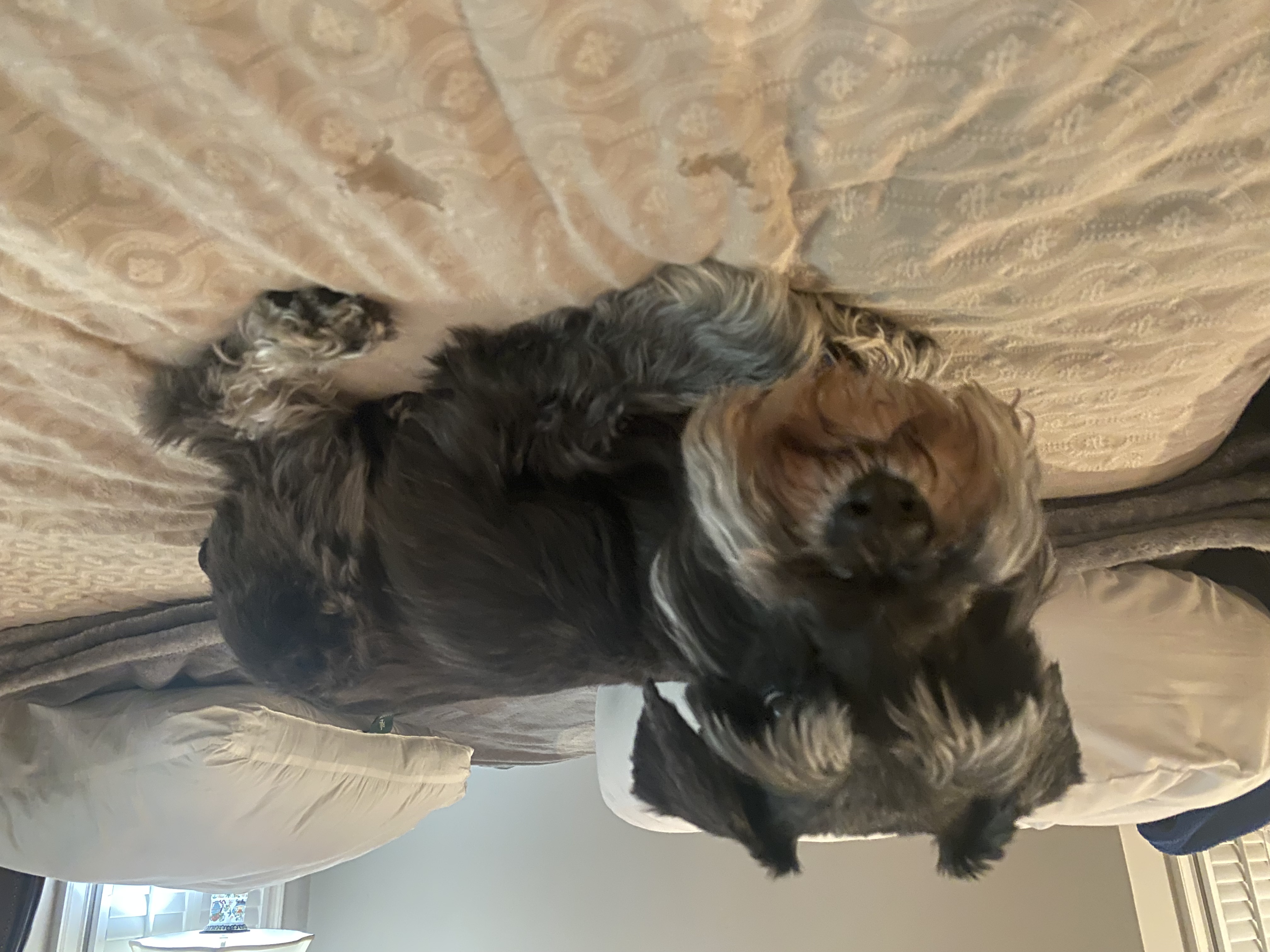 IMG_3142.jpeg