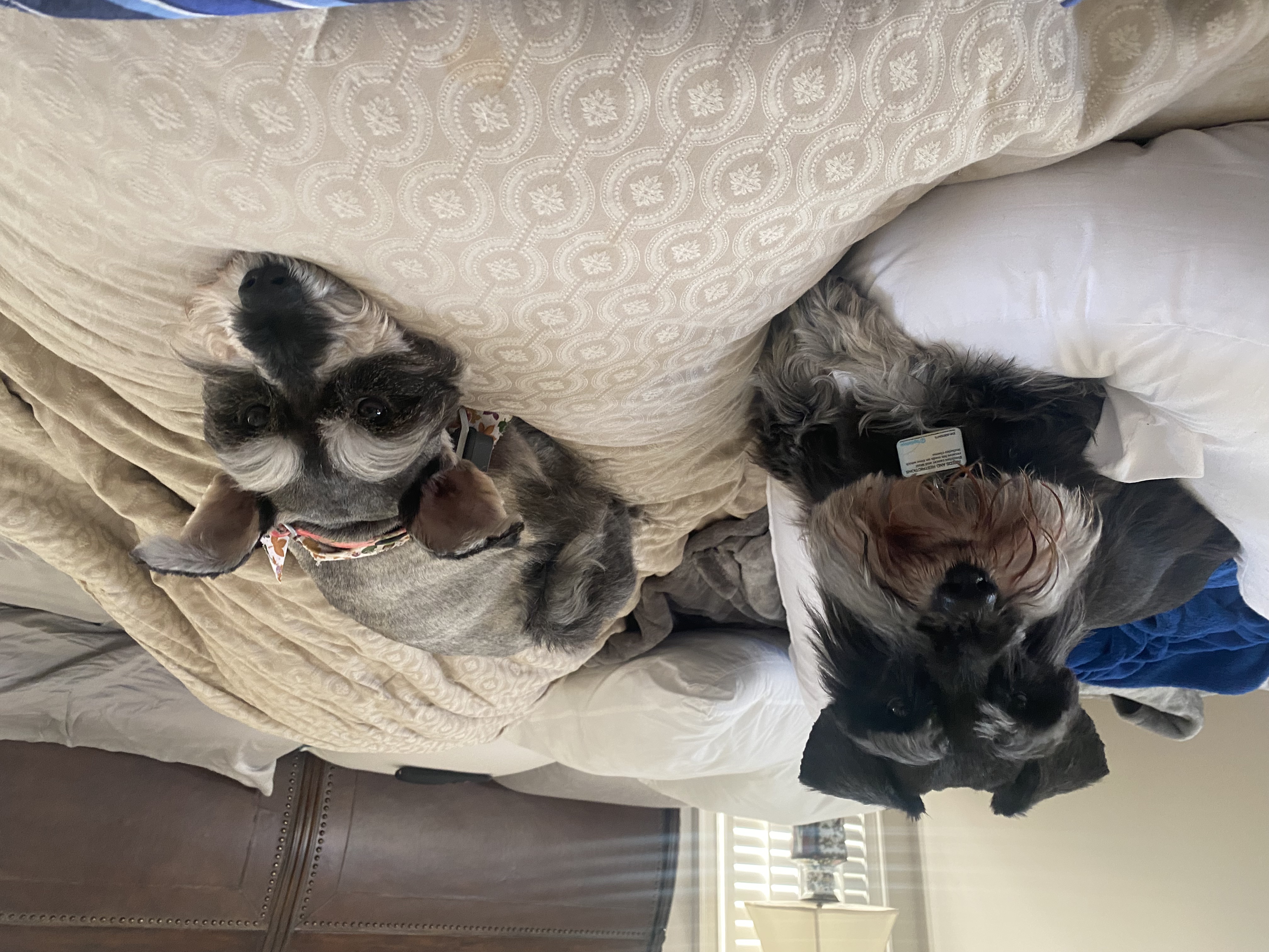 IMG_3234.jpeg