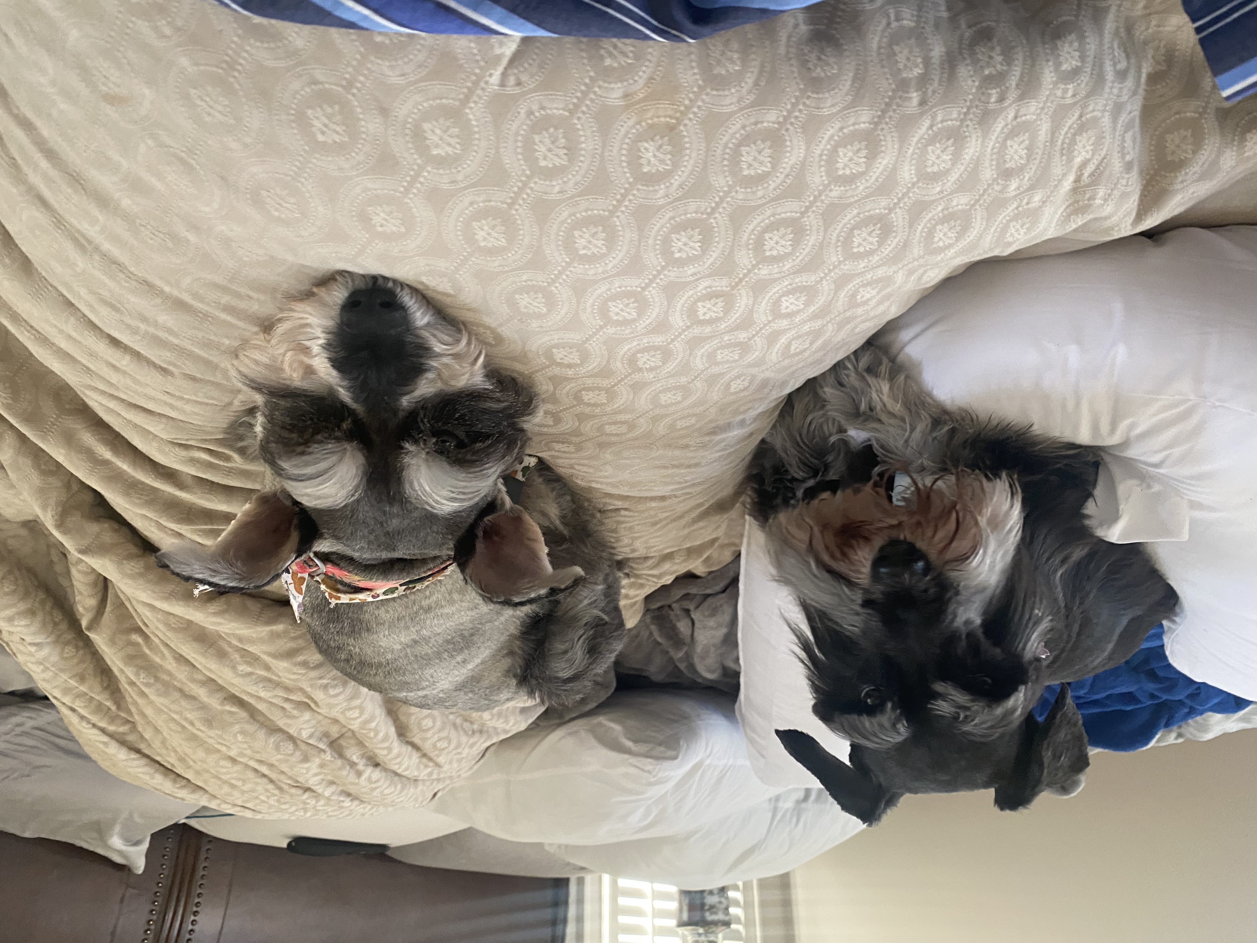 IMG_3239.jpeg
