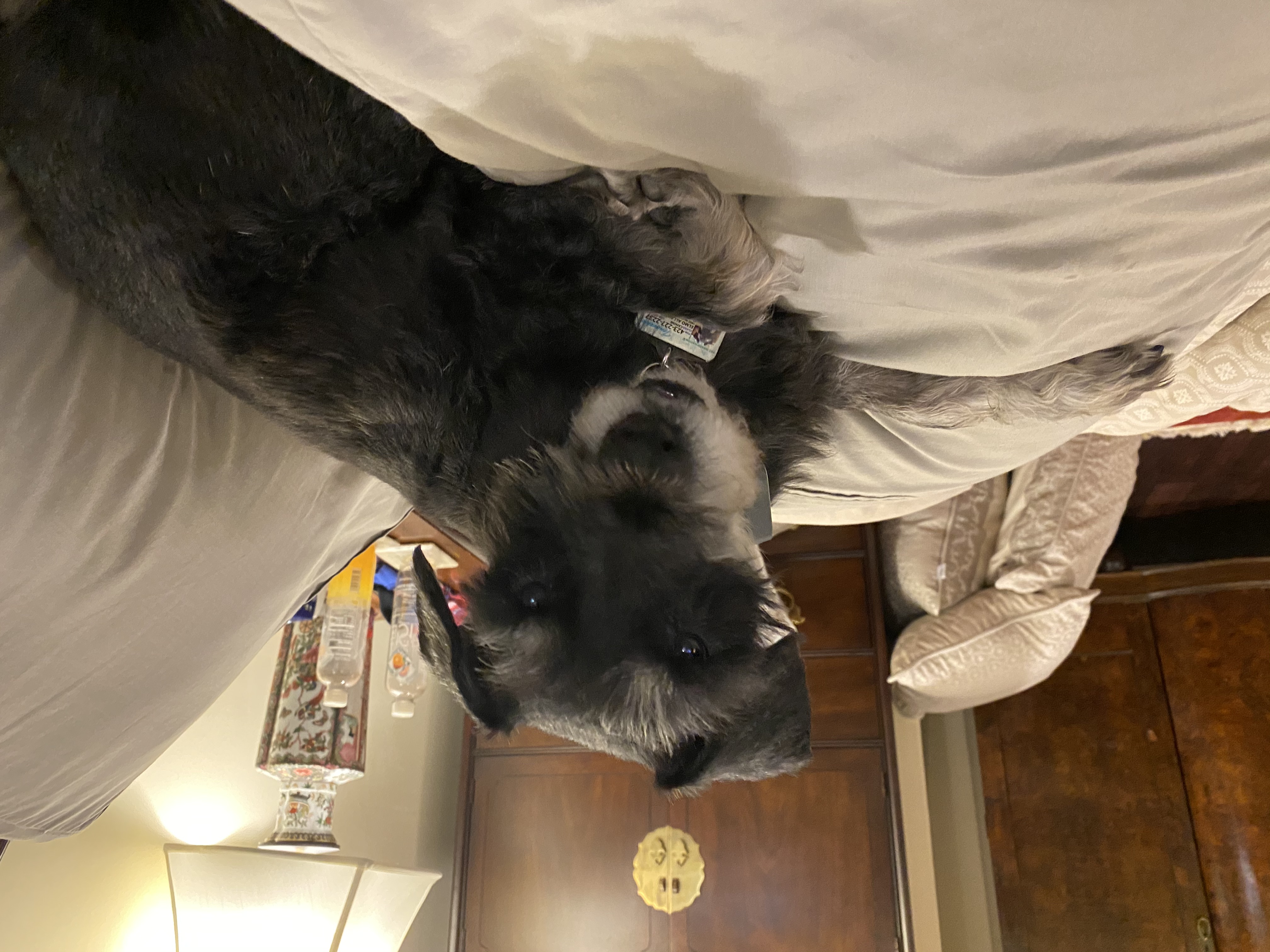 IMG_7026.jpeg