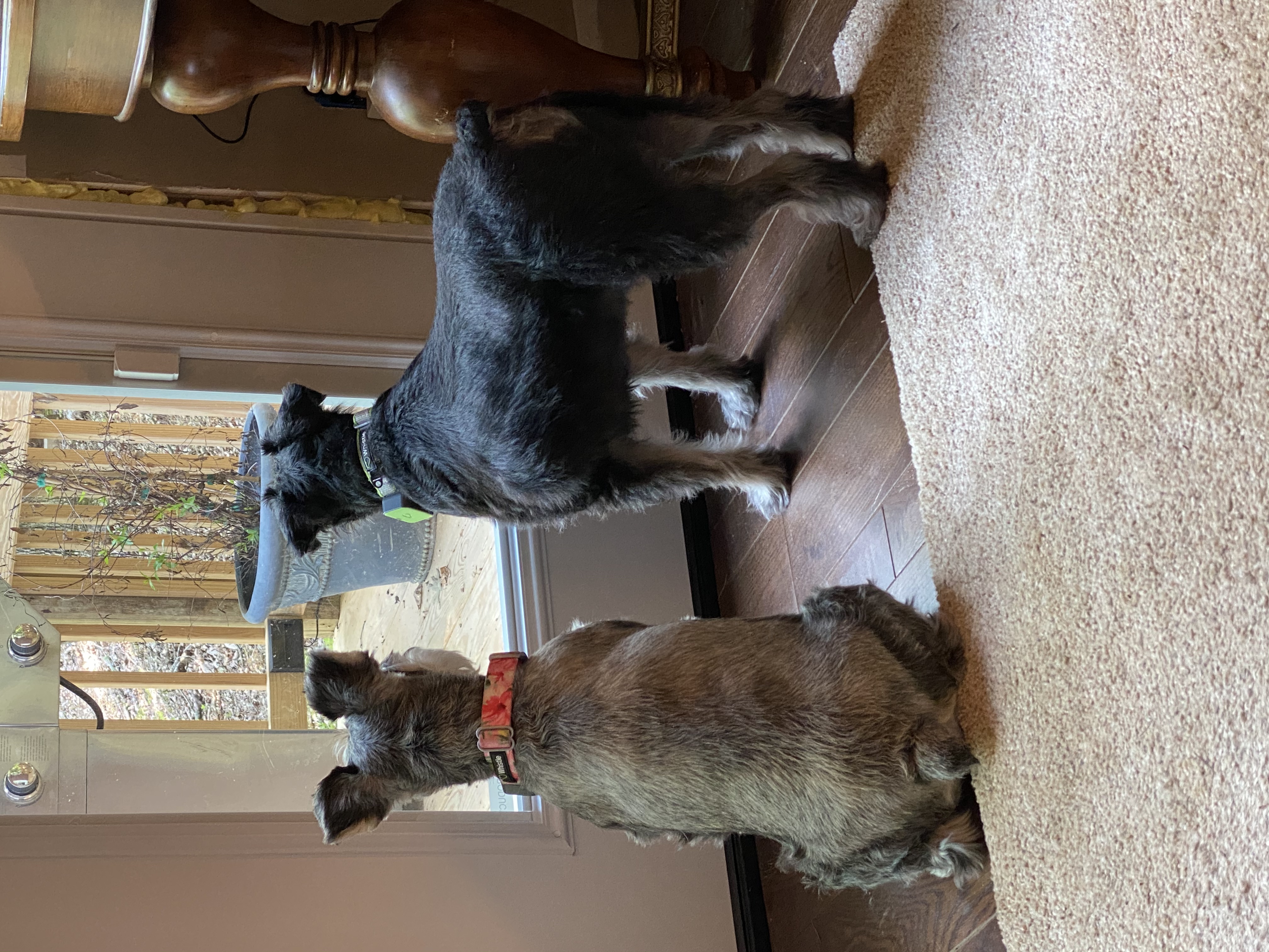 IMG_7367.jpeg
