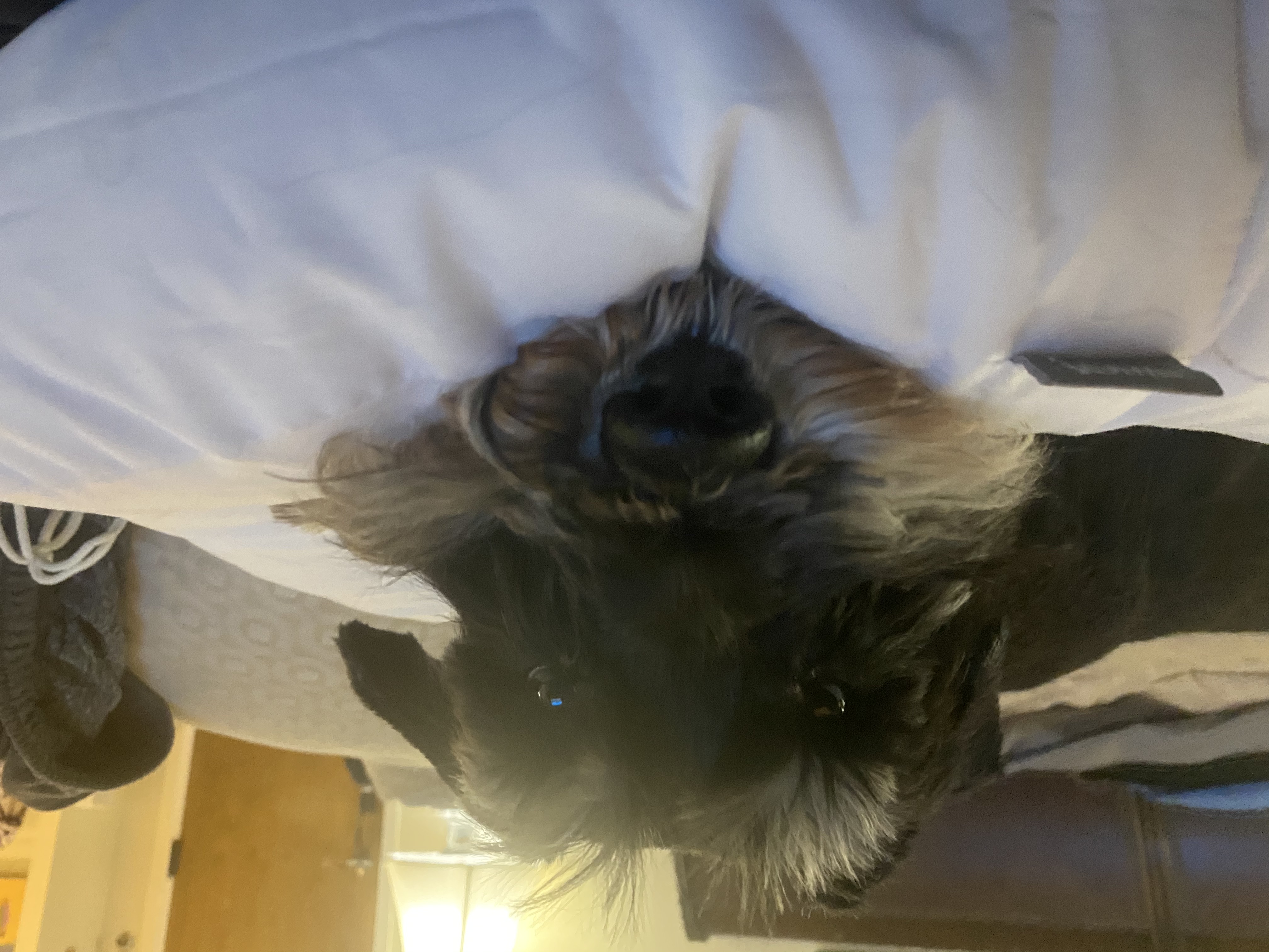 IMG_9305.jpeg
