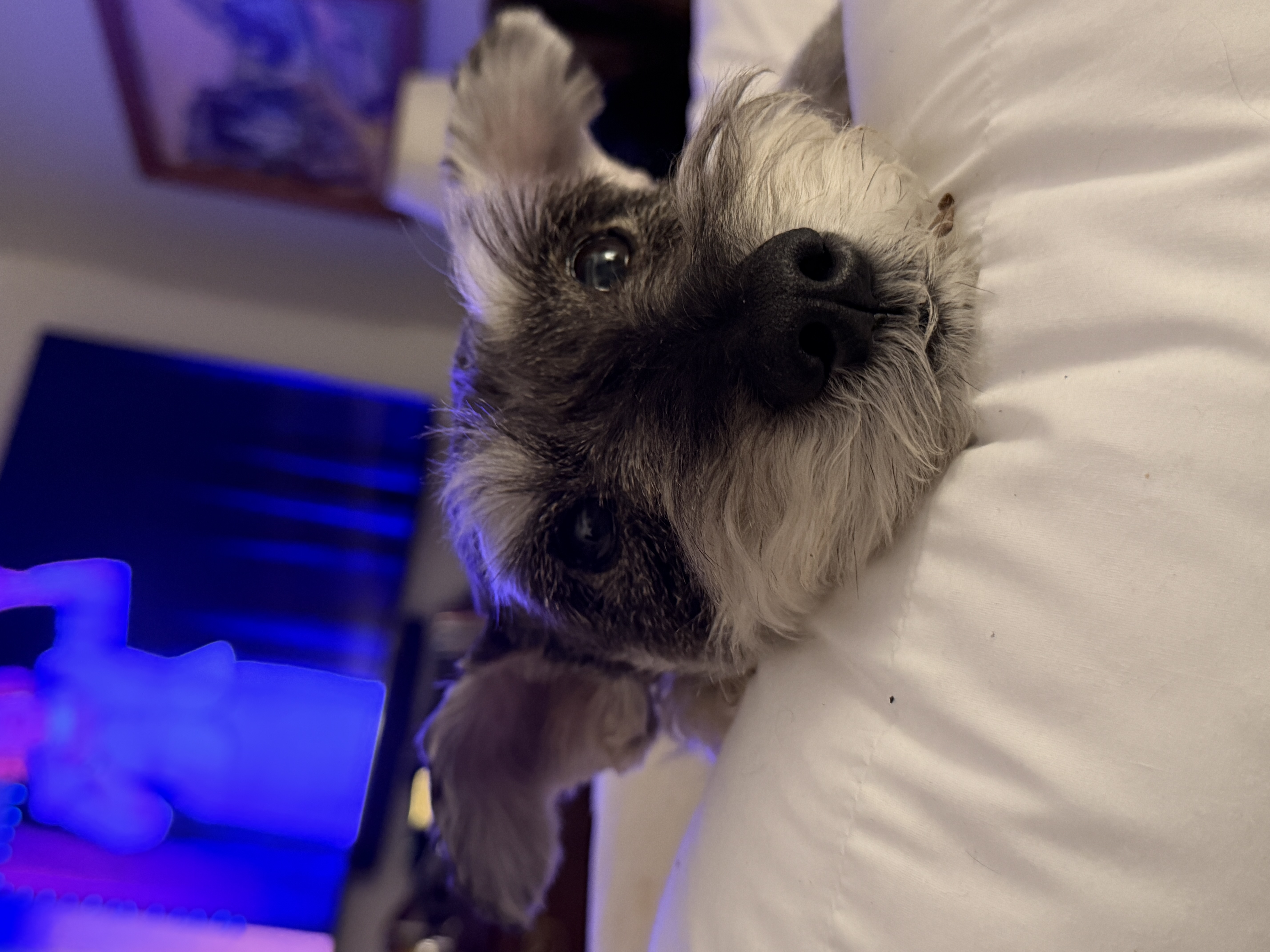 40B16B77-1293-4AFA-B9C3-61ADD6916B3C.jpeg