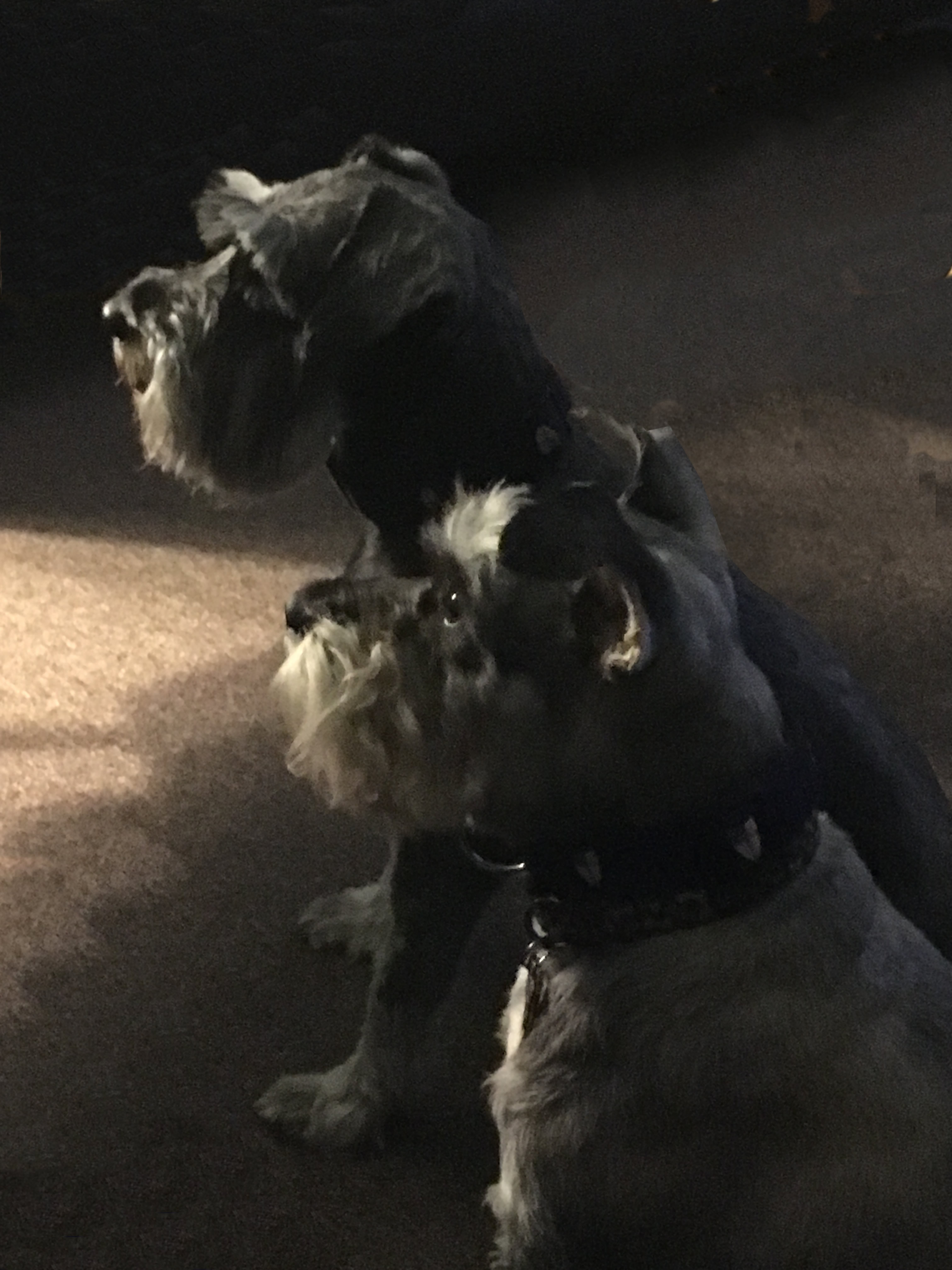 elmo and bacio.jpg